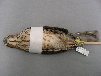 鳳頭蒼鷹藏品圖，第2張